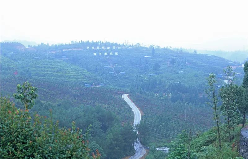 从江县兴茂森油茶苗木科技园