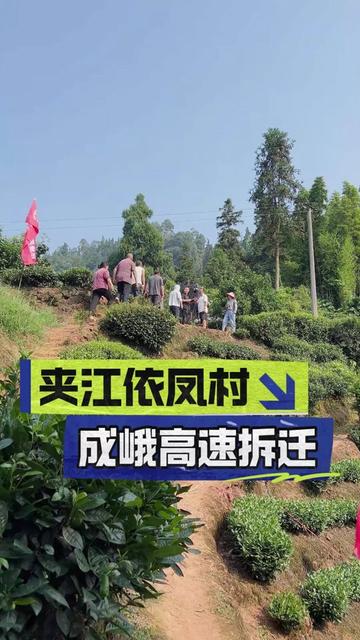 青衣街道依凤村