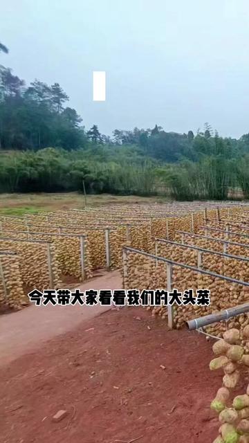龙孔镇曙光村