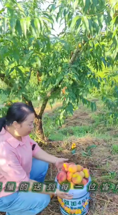 杨柳村