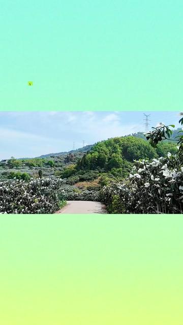 龙泉驿区南山村